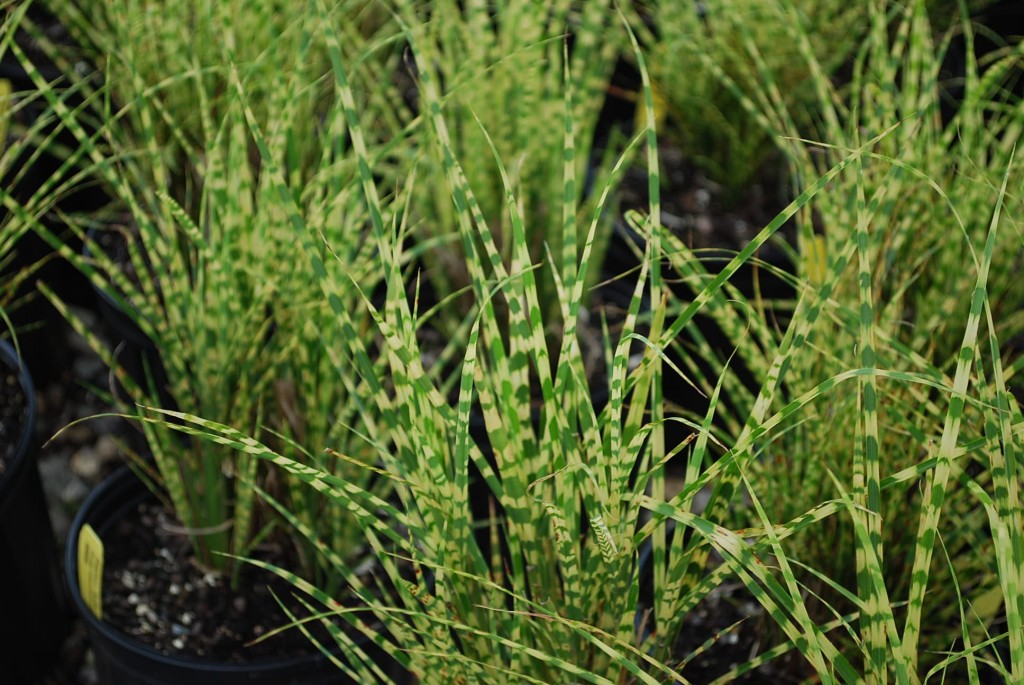 Galleries Planters' Choice